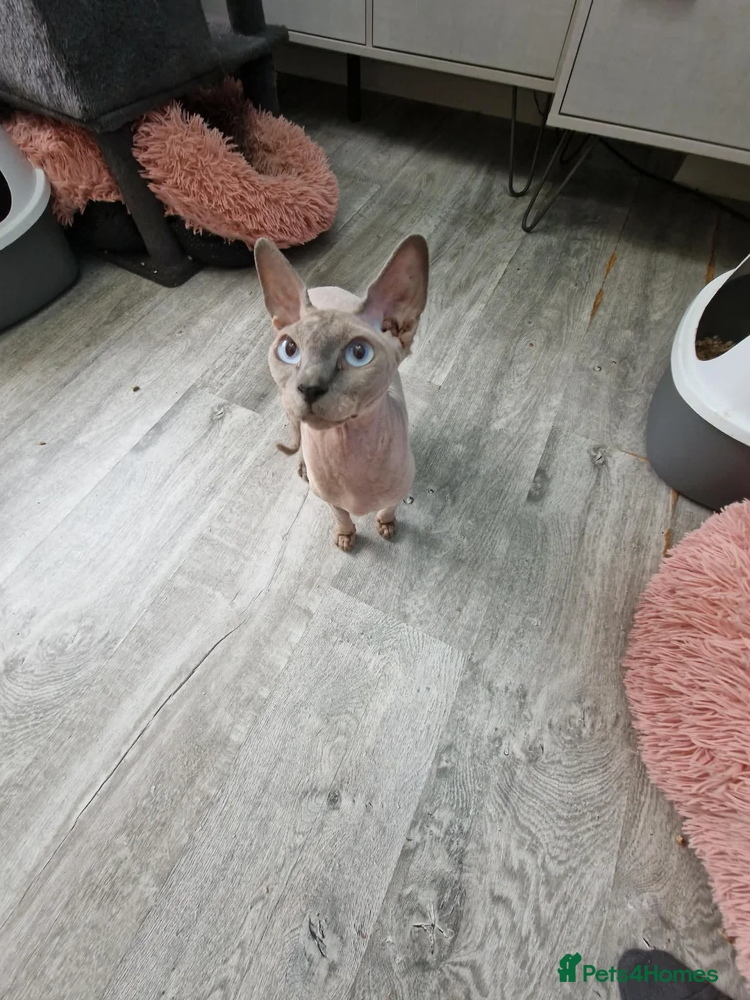 Sphynx cats for sale: Sphynx girl 2.5 y/o health tested - Advert 2