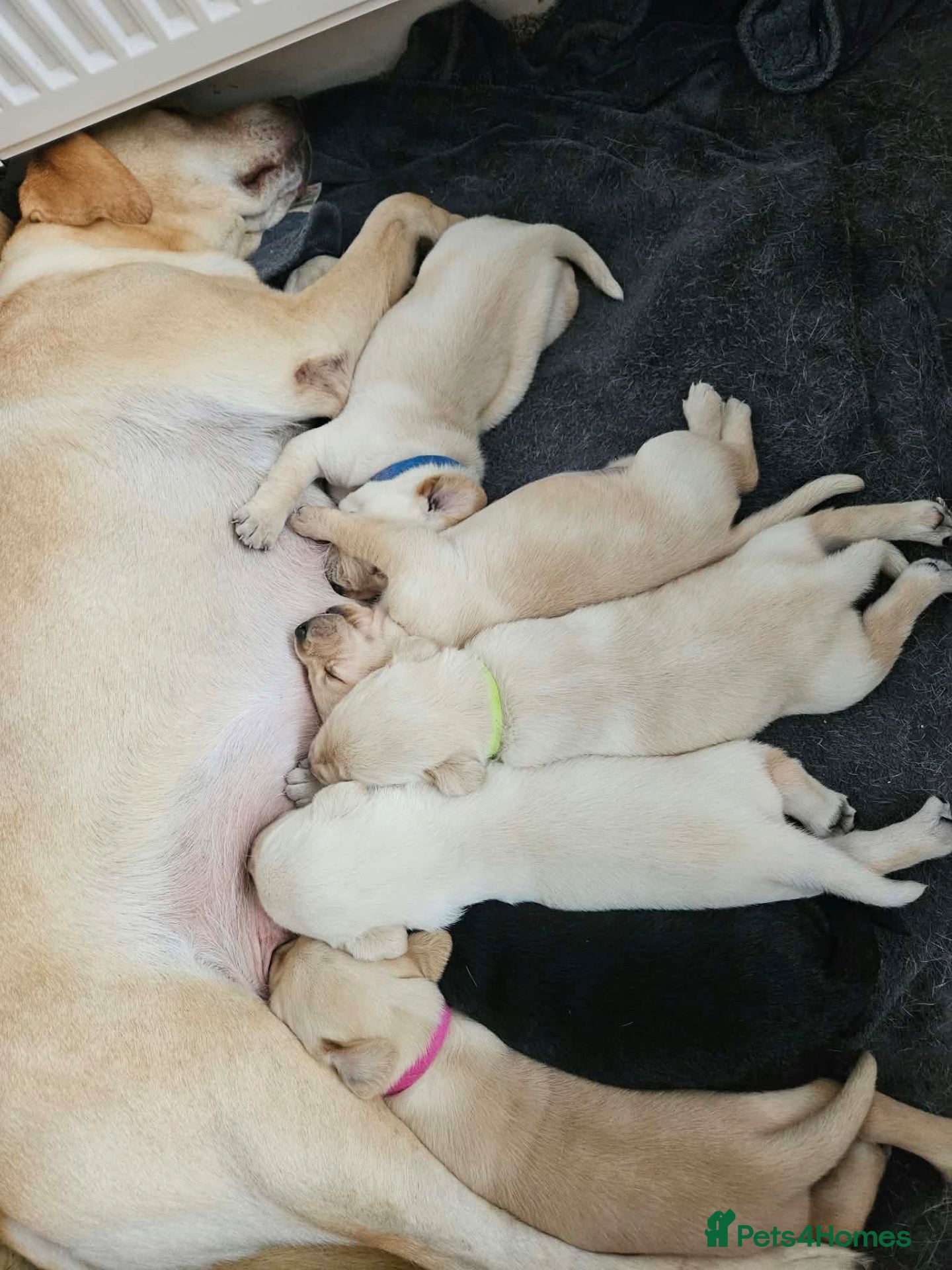 Labrador Retriever dogs for sale: Gorgeous chunky Labrador puppies  - Advert 5