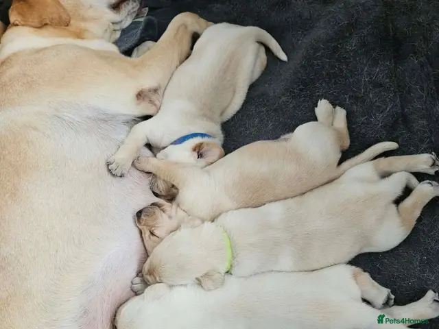 Labrador Retriever dogs for sale: Gorgeous chunky Labrador puppies - Advert 5