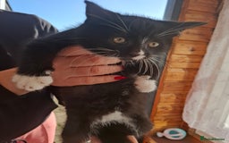 Mixed Breed cats for sale: Black and white kittens  - Image 9