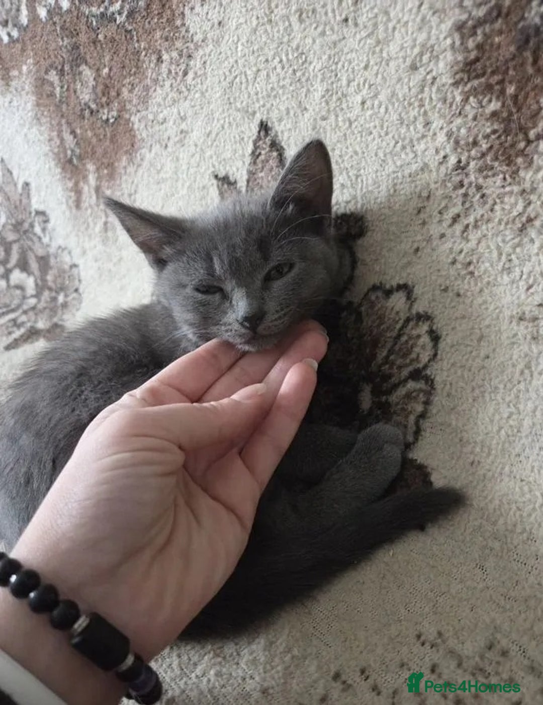 Russian Blue cats for sale: calm loving Russian blue kitties - Advert 3