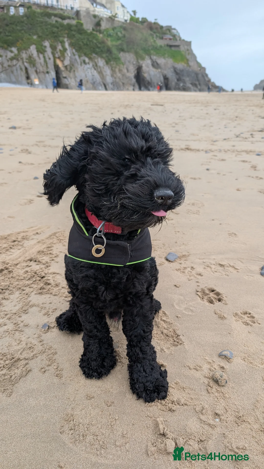 Cockapoo dogs for stud: Loving well natured Cockapoo called Larry. in Tenby - Advert 2