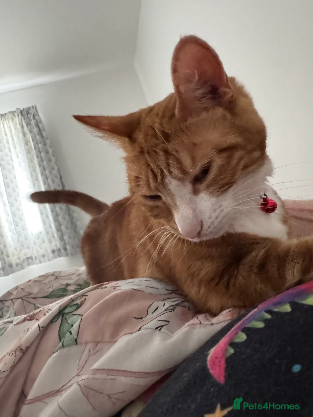 Mixed Breed cats for sale: Marla cat she’s 3 not 2 I can’t change  - Advert 30