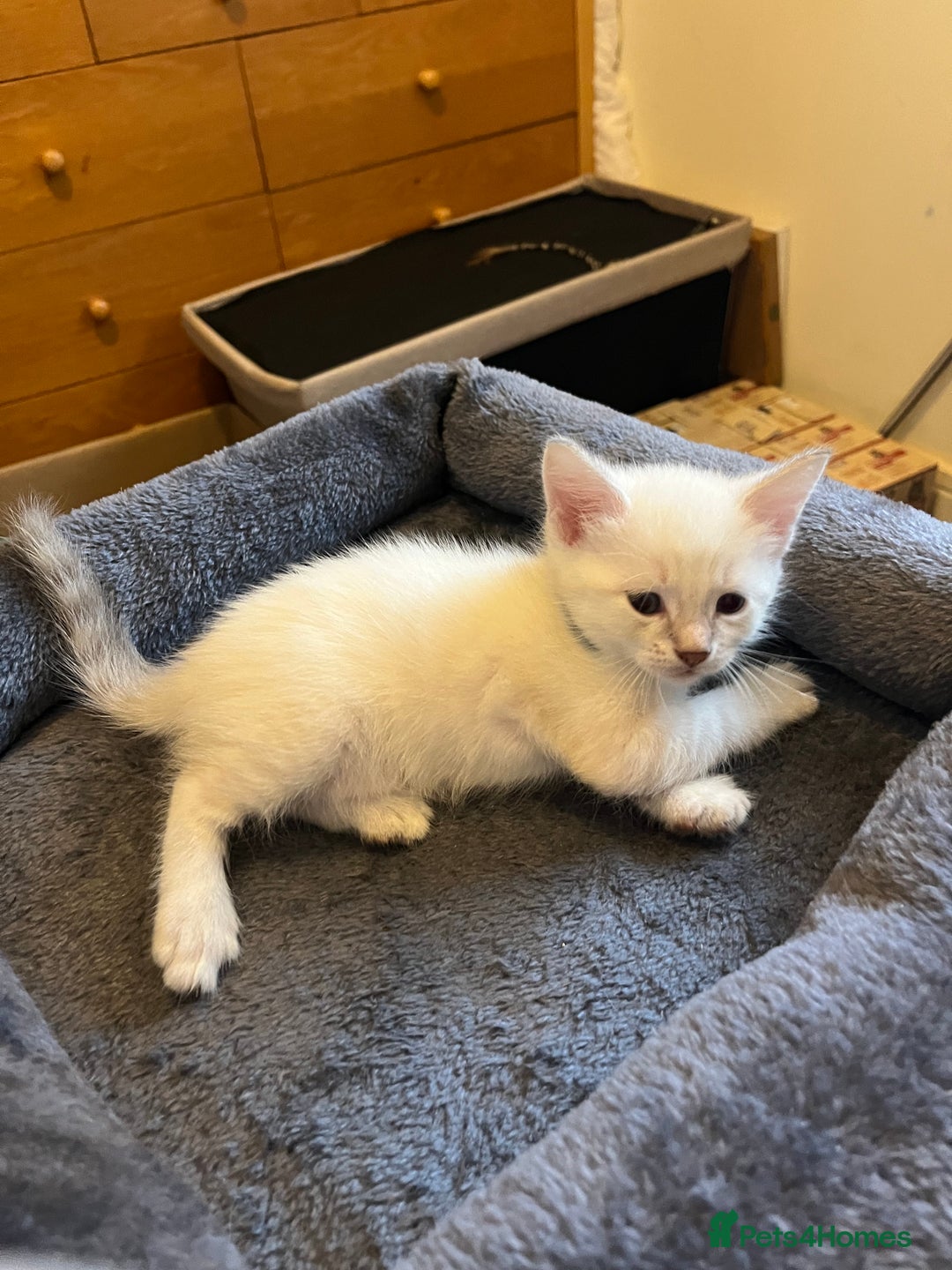 Mixed Breed cats for sale: Kittens for sale!  - Image 5