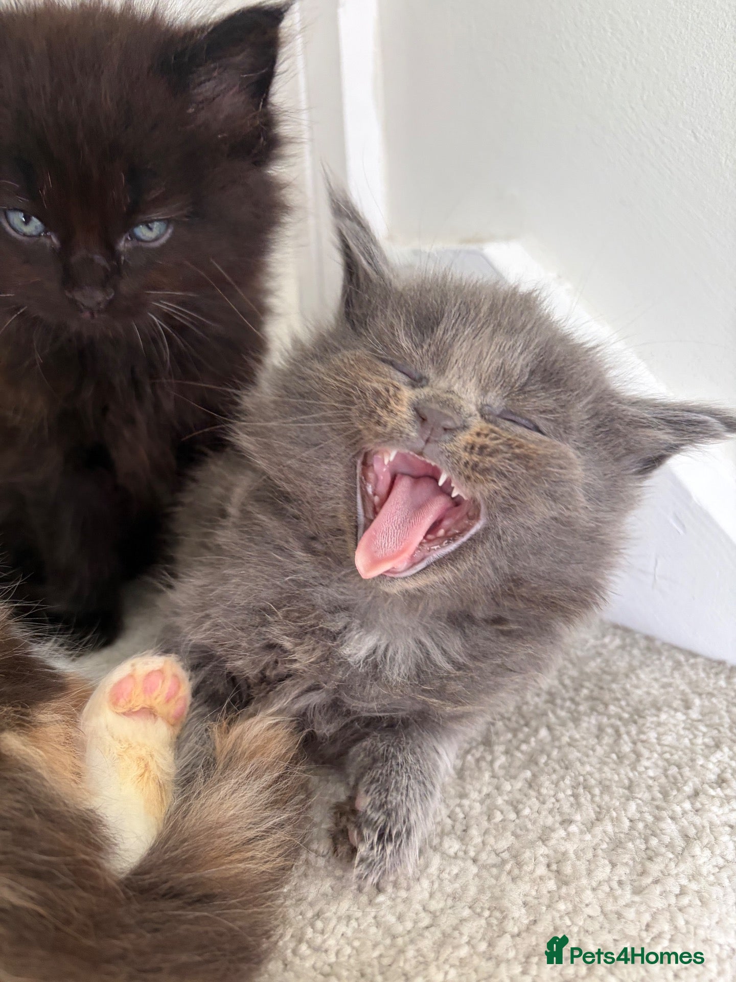 Maine Coon cats Maincoone kittens ready to reserve  - Advert 6
