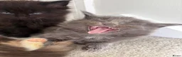 Maine Coon cats for sale: Maincoone kittens ready to reserve  - Advert 1