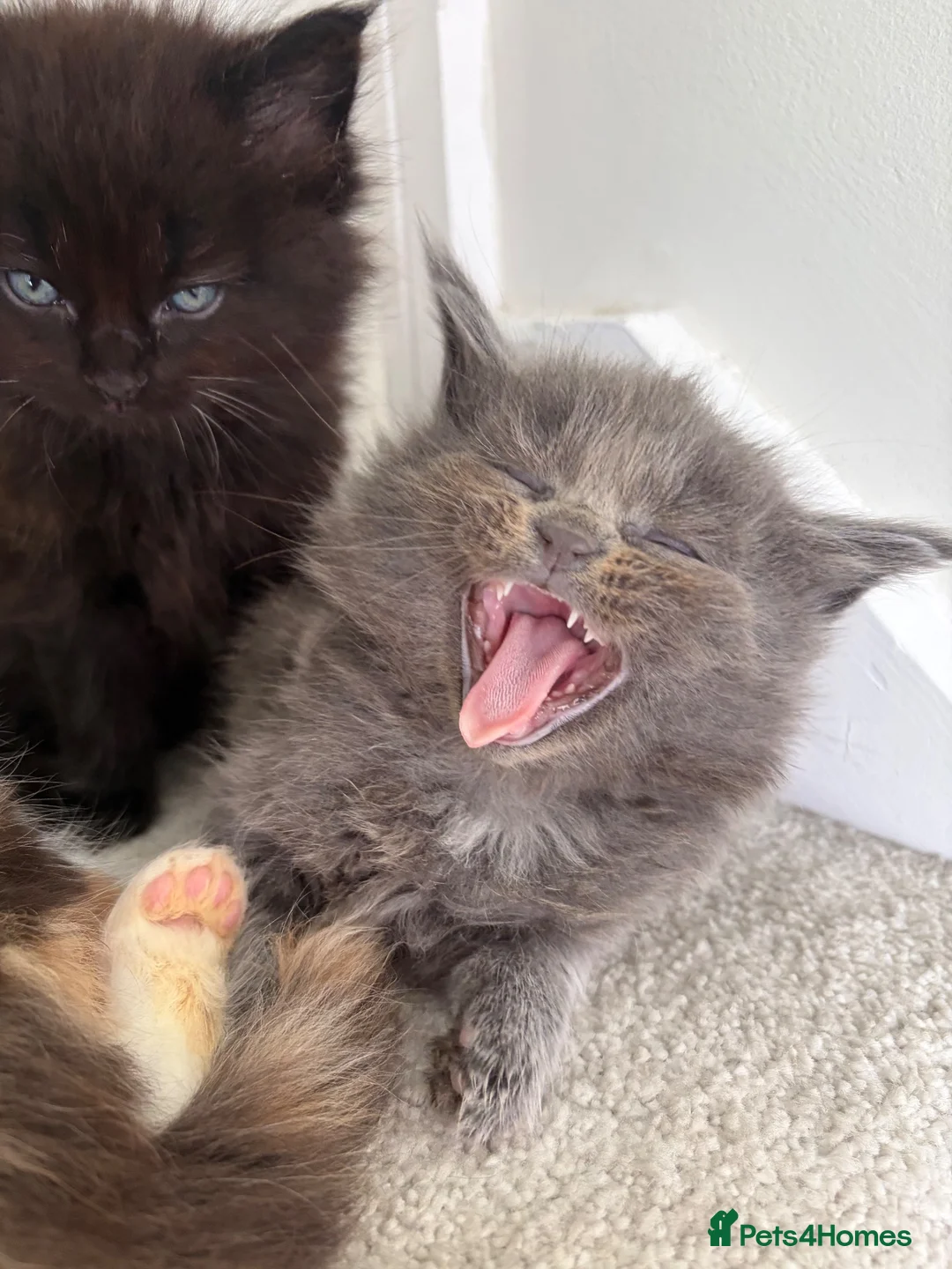 Maine Coon cats for sale: Maincoone kittens ready to reserve  - Advert 1