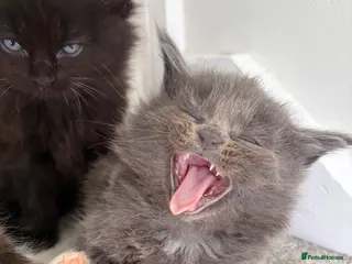 Maine Coon cats Maincoone kittens ready to reserve - Advert 6