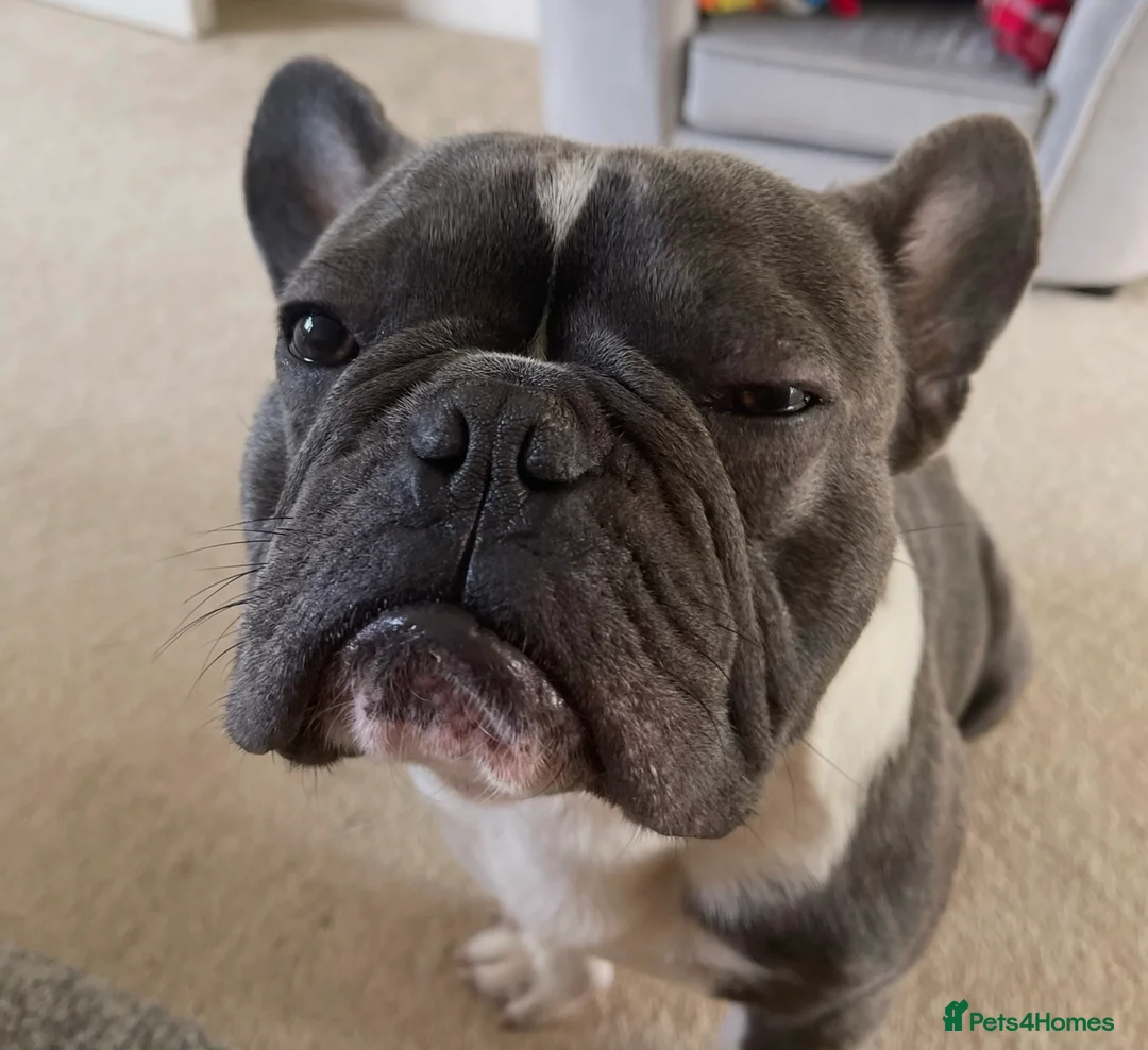 French Bulldog dogs for sale: Reluctant selling of our French bulldog  in Cinderford - Advert 2