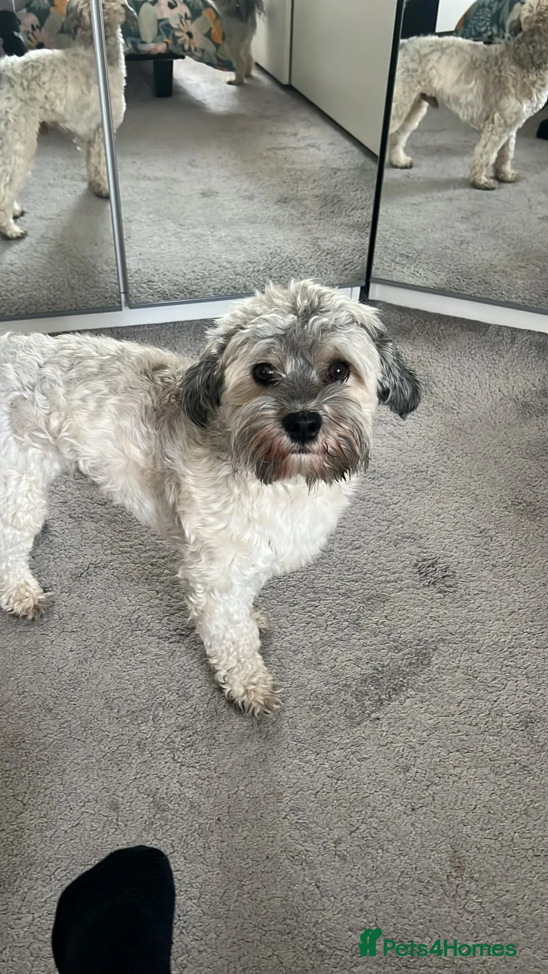 Havanese dogs for stud: Our sweetheart Teddy is now available for stud. - Advert 8