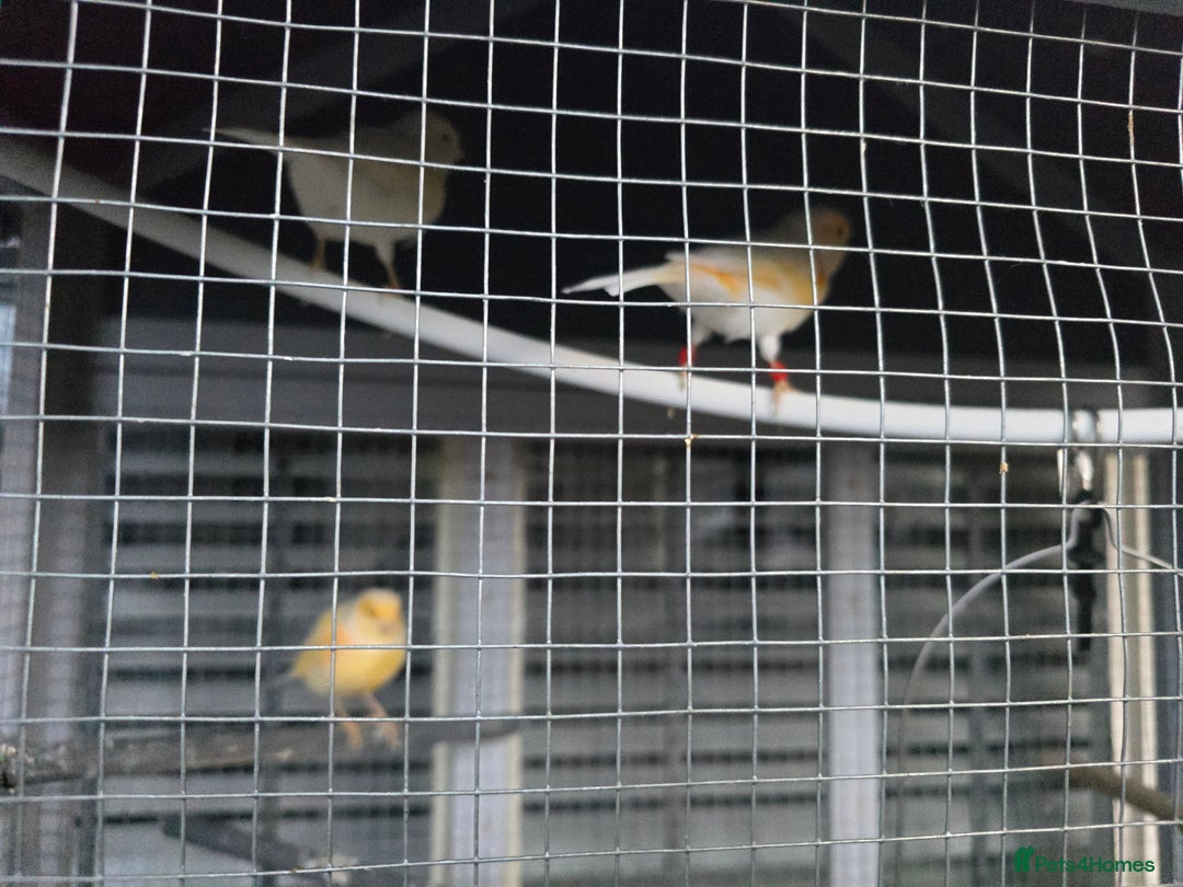 Canaries birds for sale: Canaries for rehoming  - Advert 7