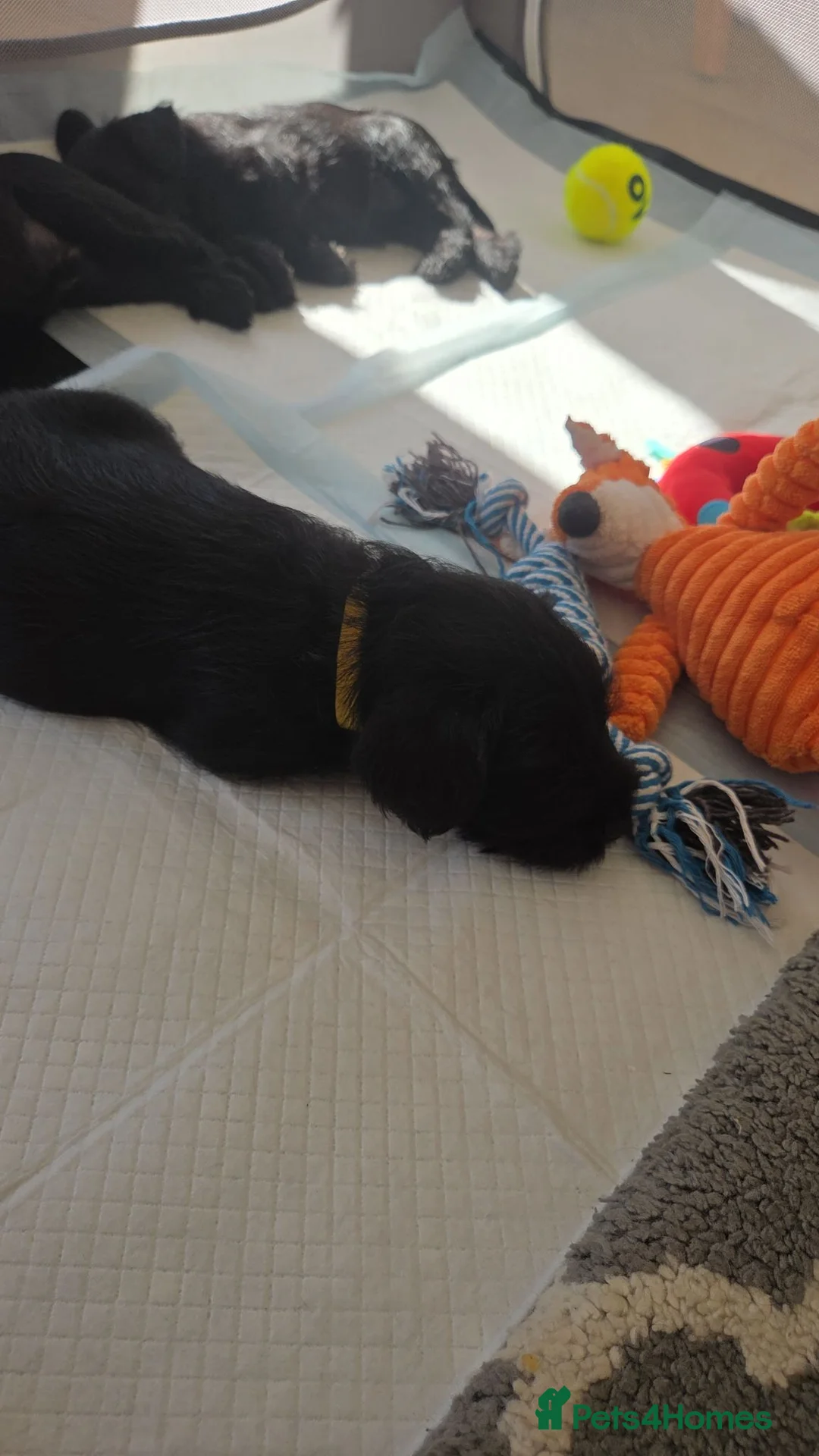 Miniature Schnauzer dogs for sale: All black miniature Schnauzers in Bridgwater - Advert 2