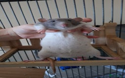 Rat rodents for sale: Baby rats - Image 3