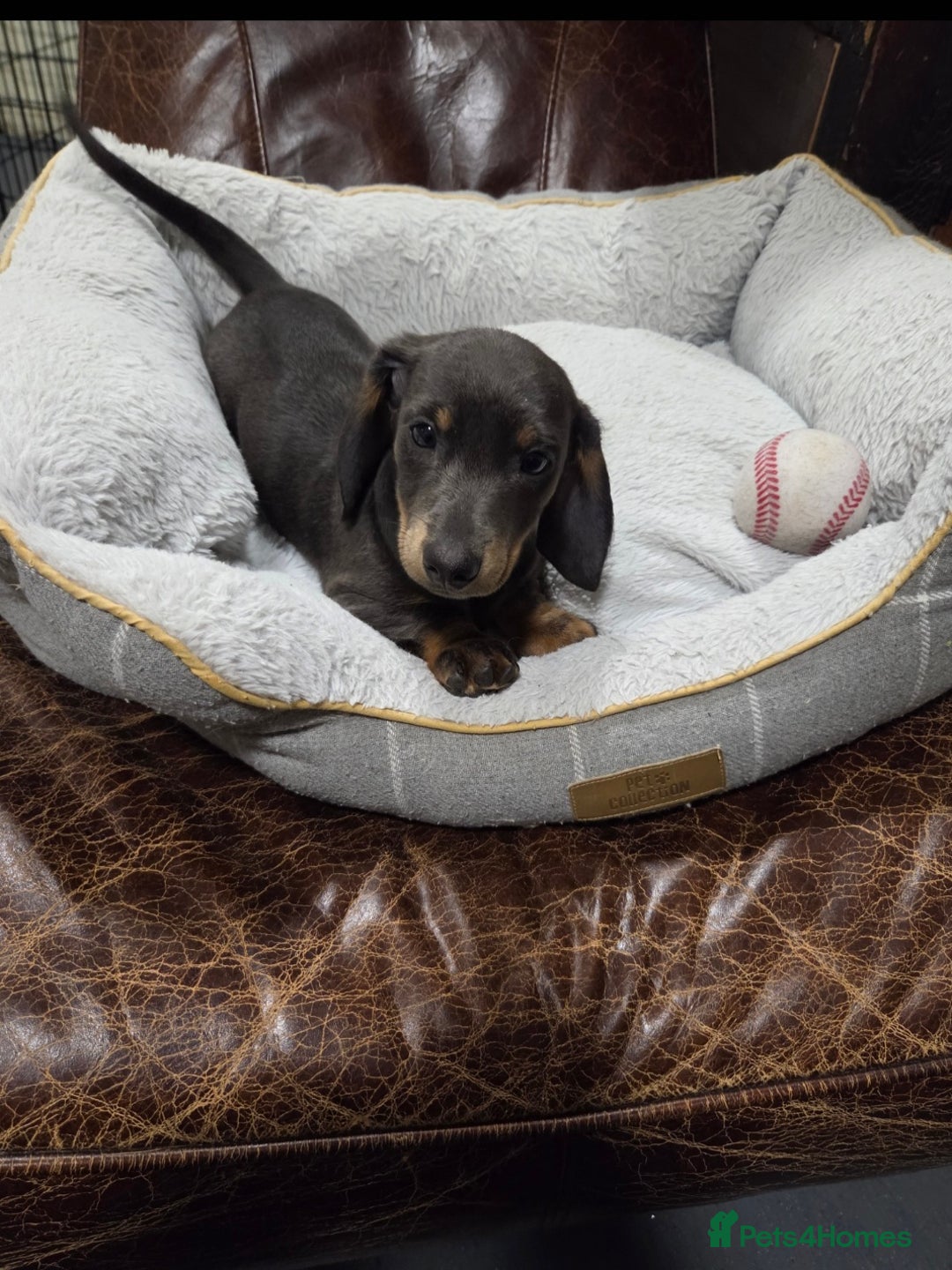 Dachshund dogs for sale: Dachshund puppies  - Image 27