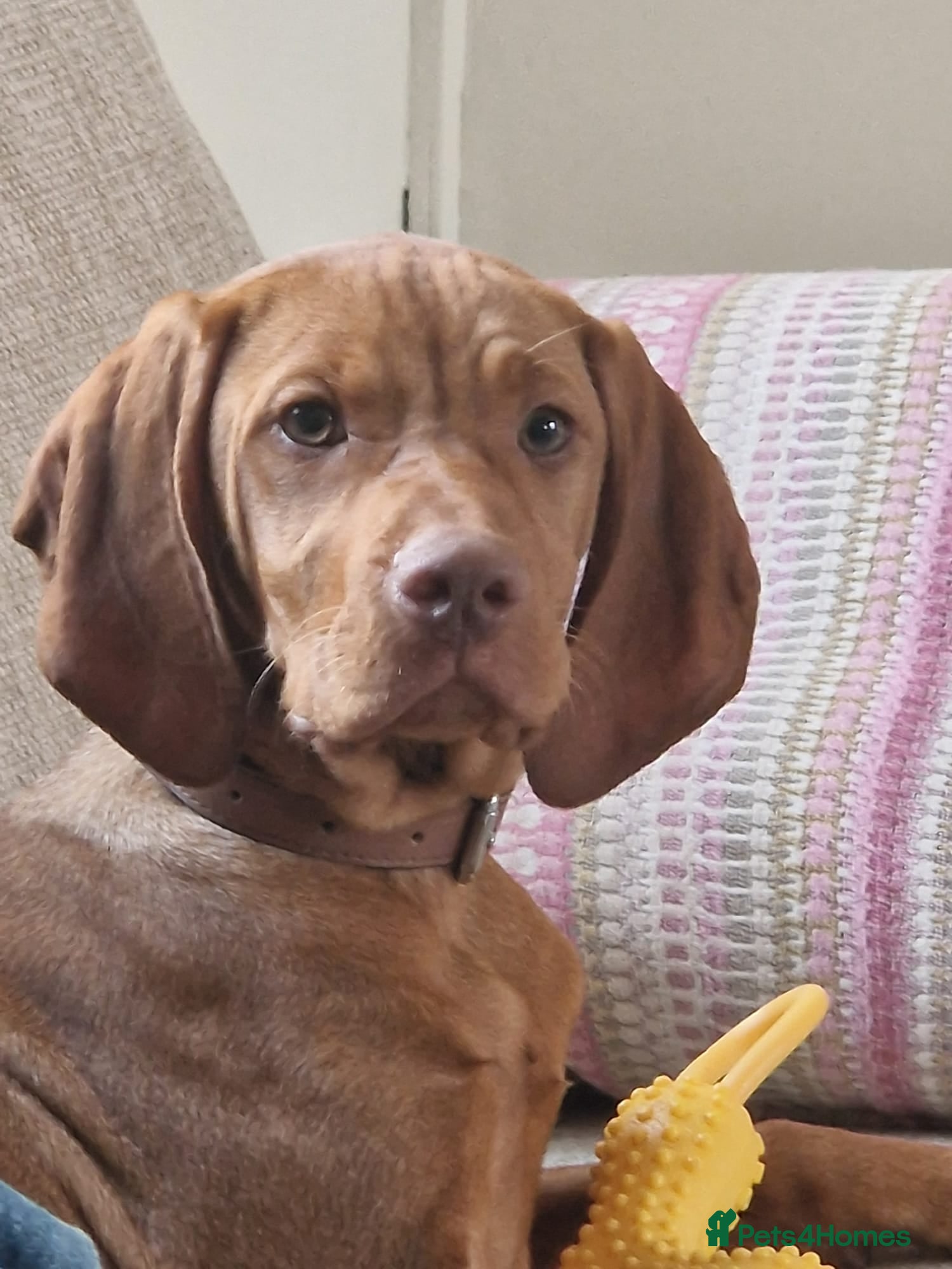 Hungarian Vizsla dogs 6 month old hungarian vizsla  - Advert 1