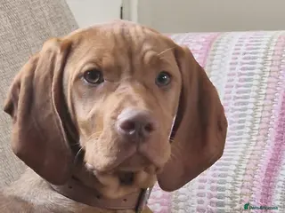 Hungarian Vizsla dogs 6 month old hungarian vizsla - Advert 8