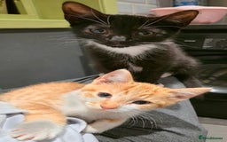 Mixed Breed cats for sale: Kittens for sale - Image 4