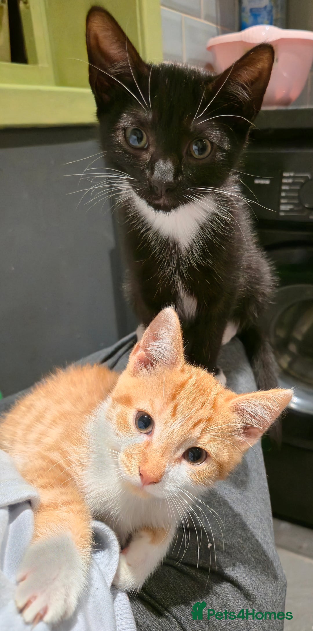 Mixed Breed cats for sale: Kittens for sale - Image 4