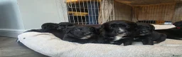 Mixed Breed dogs for sale: Labernese F1 Puppies - Advert 26