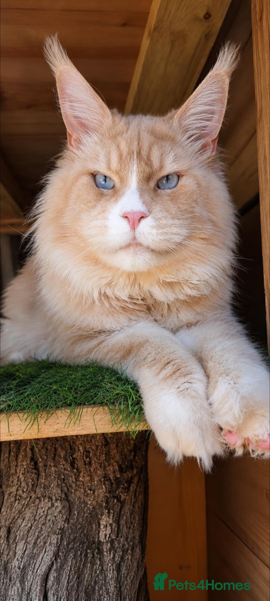 Maine Coon cats Stud boy  - Advert 2