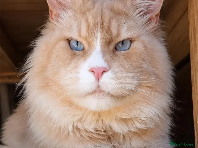 Maine Coon cats for stud: Stud boy - Advert 6