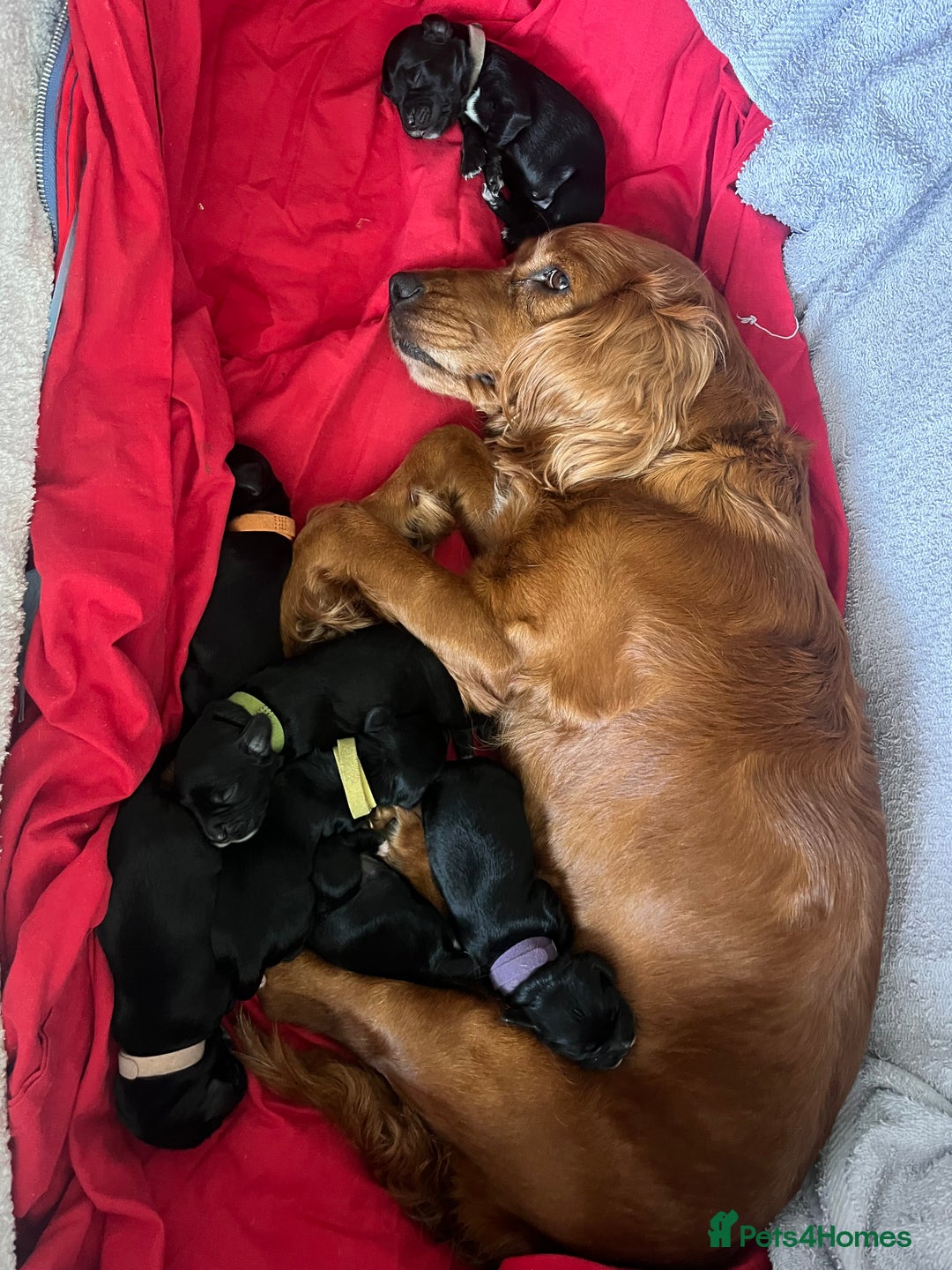 Cocker Spaniel dogs for sale: F1b cocker spaniel puppies for sale - Image 11
