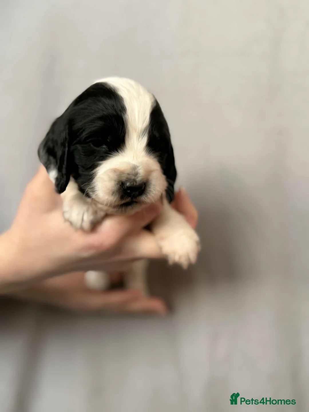 Cocker Spaniel dogs for sale: 🐶🐾 Exceptional Working Cocker Spaniel Puppies 🐾 - Advert 30
