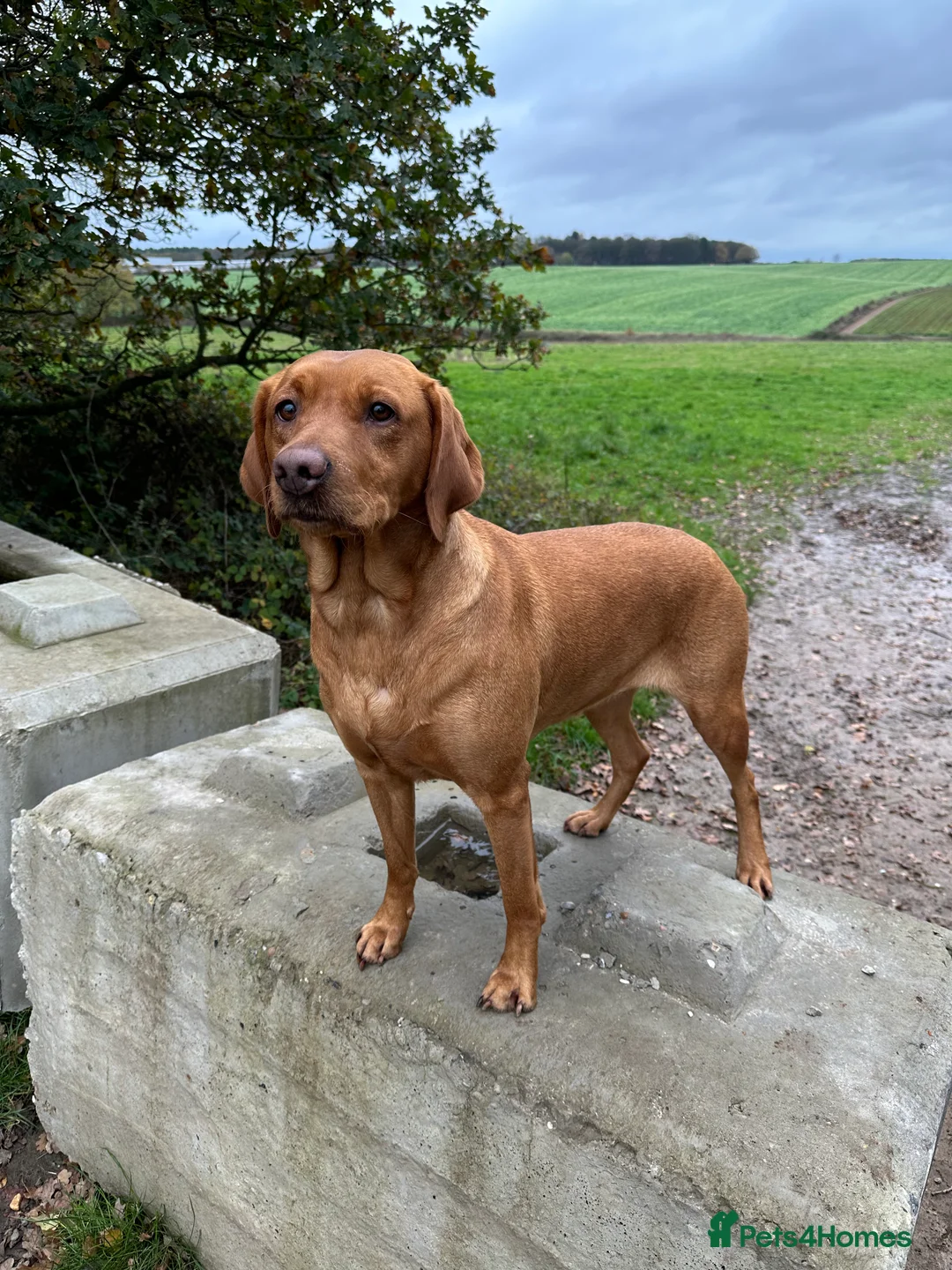 Labrador Retriever dogs for sale: KC Fox Red Labrador Pups FTCH Sire - Health Tested - Advert 13