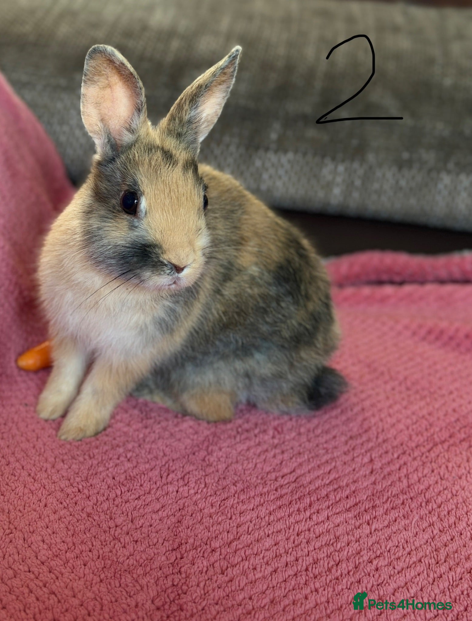 Netherland Dwarf rabbits  2 Netherland Dwarf Rabbits 🐰 - Advert 2
