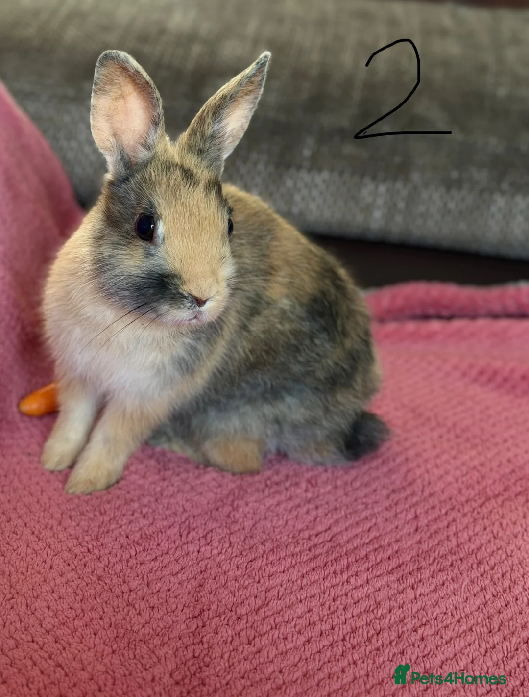 Netherland Dwarf rabbits for sale:  2 Netherland Dwarf Rabbits 🐰 - Advert 2