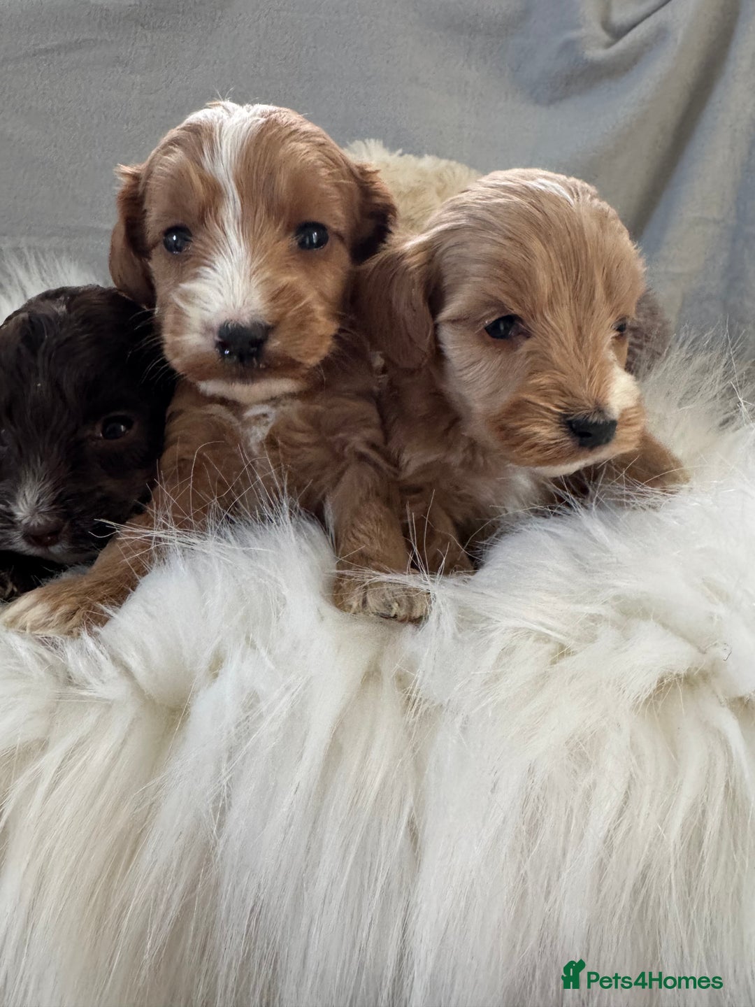 Cockapoo dogs for sale: 🐶Stunning F1 Cockapoos, Licensed Breeder🐾 - Advert 18