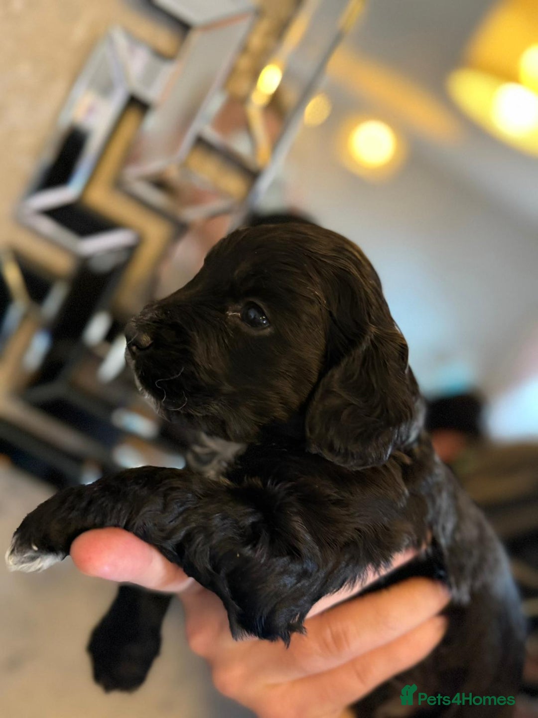 Cockapoo dogs for sale: Cockapoo puppies  - Image 6