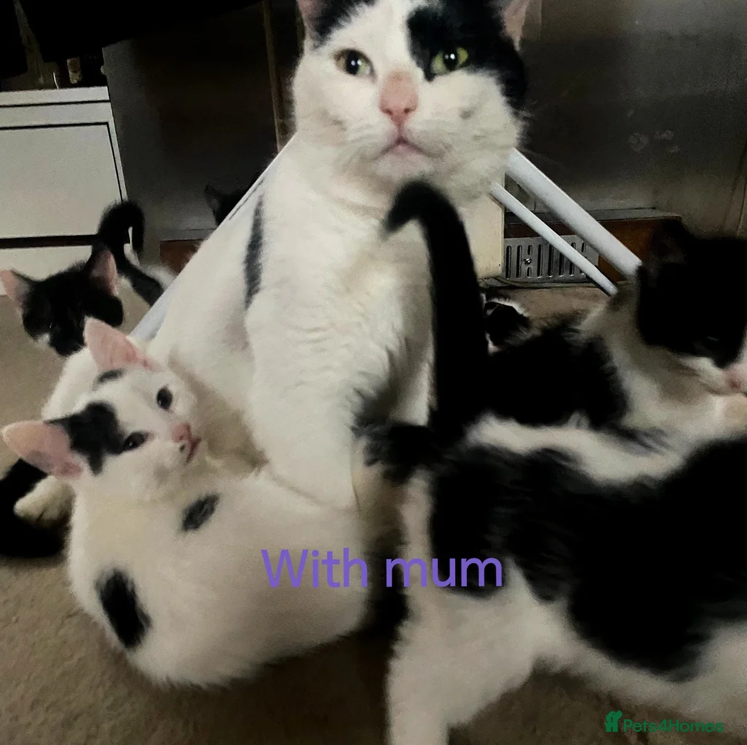 Mixed Breed cats for sale: 💛kittens💛 - Advert 3