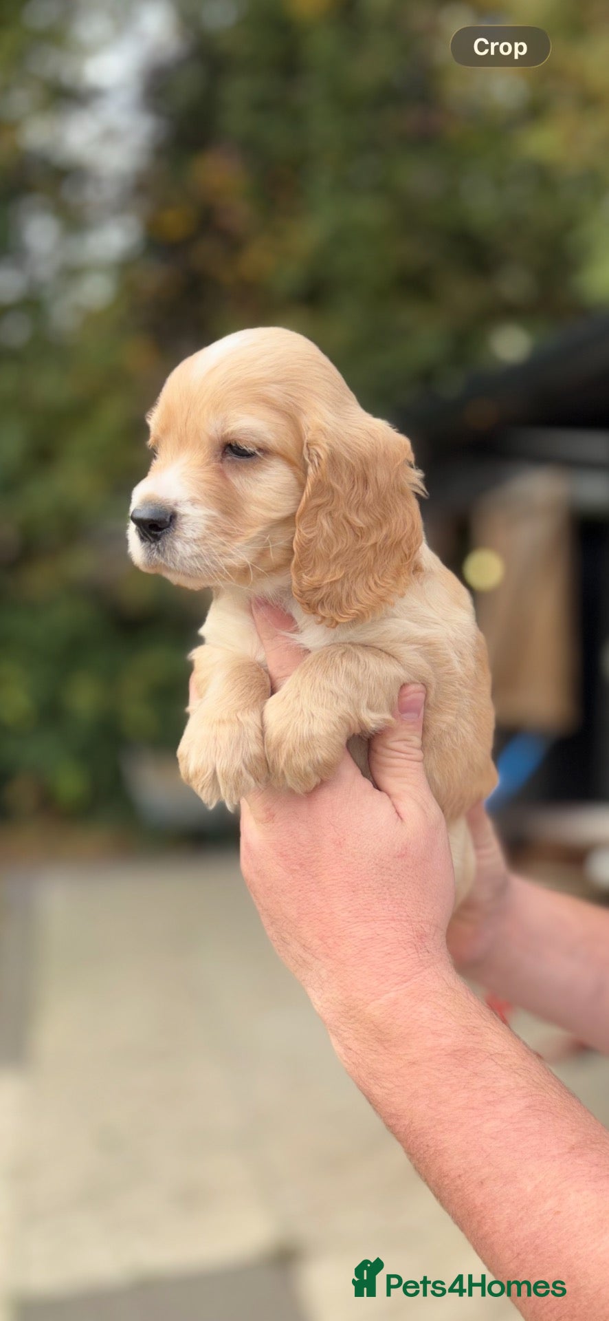 Cocker Spaniel dogs for sale: 💕 STUNNING COCKER SPANIEL PUPS 💕 - Advert 4