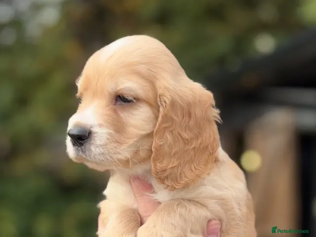 Cocker Spaniel dogs for sale: 💕 STUNNING COCKER SPANIEL PUPS 💕 - Advert 4