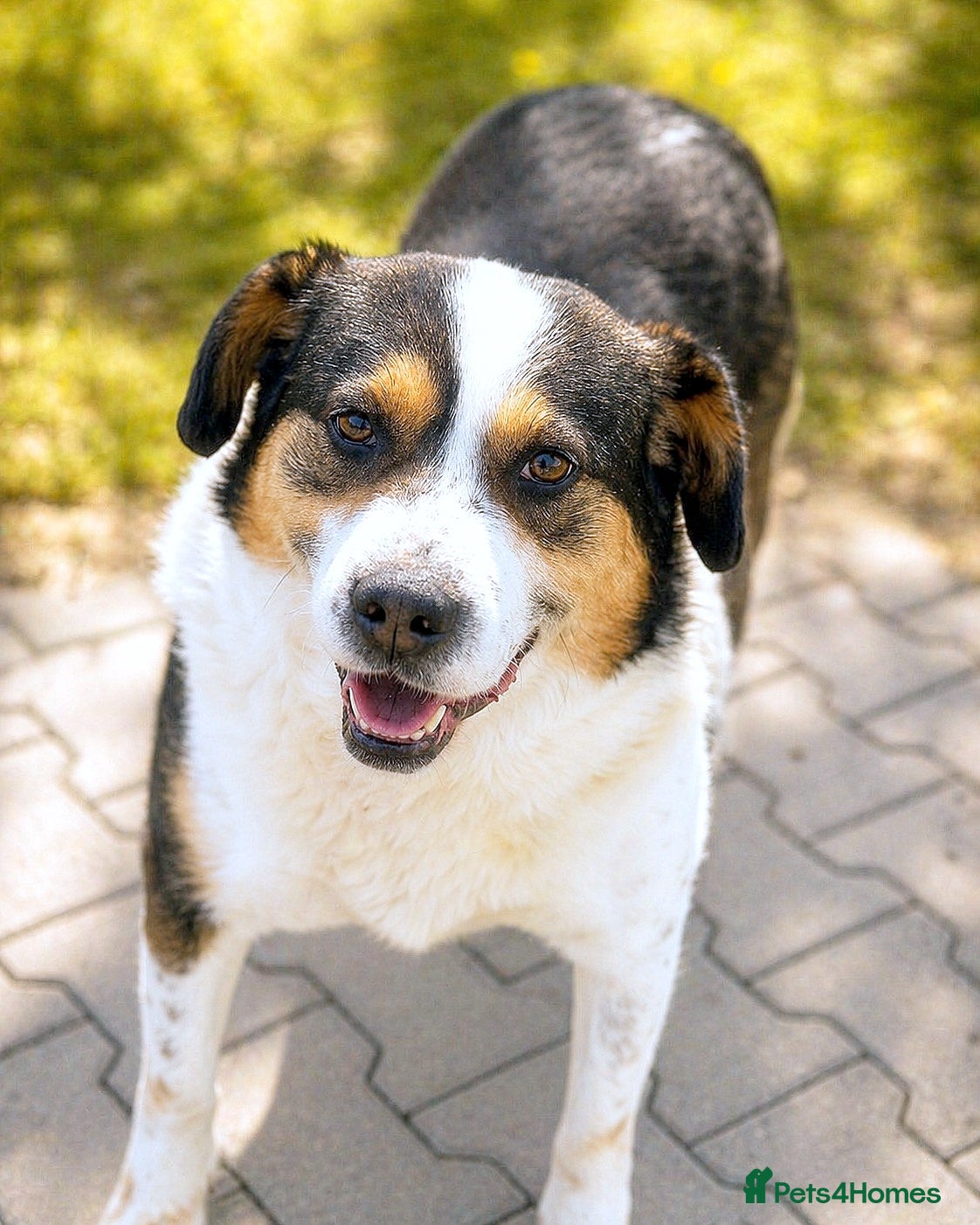 Mixed Breed dogs ✨ Flo – a smile that steals your heart ✨ - Advert 2