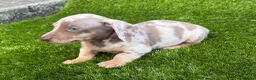 Miniature Dachshund dogs for sale: ❤️Adorable Isabella Miniature Dachshund Puppies 🐶 - Advert 26