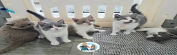 British Shorthair cats for sale: 5 Beautiful British short hair kittens available  - Advert 5