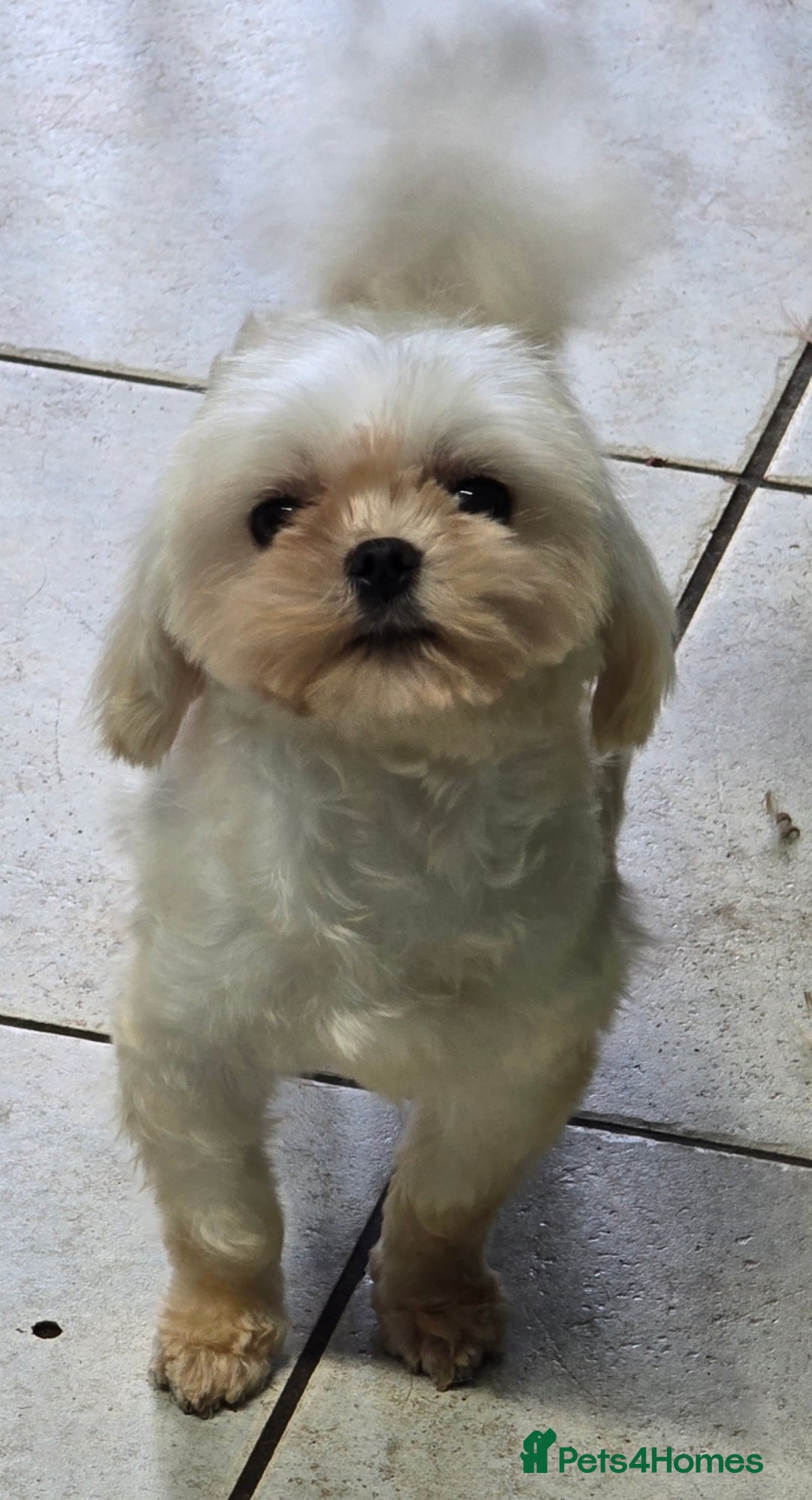Maltese dogs for stud: Tiny Maltese Stud  - Image 4