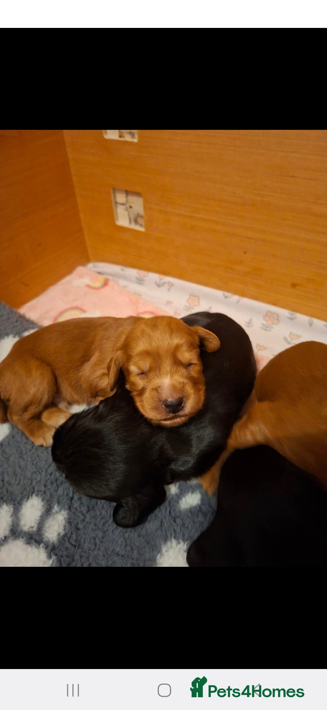 Cocker Spaniel dogs Working cocker spaniel puppies  - Advert 5