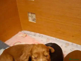 Cocker Spaniel dogs Working cocker spaniel puppies - Advert 5