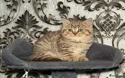 British Shorthair cats for sale: British shorthair kittens  - Image 2