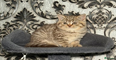 British Shorthair cats - Advert 12
