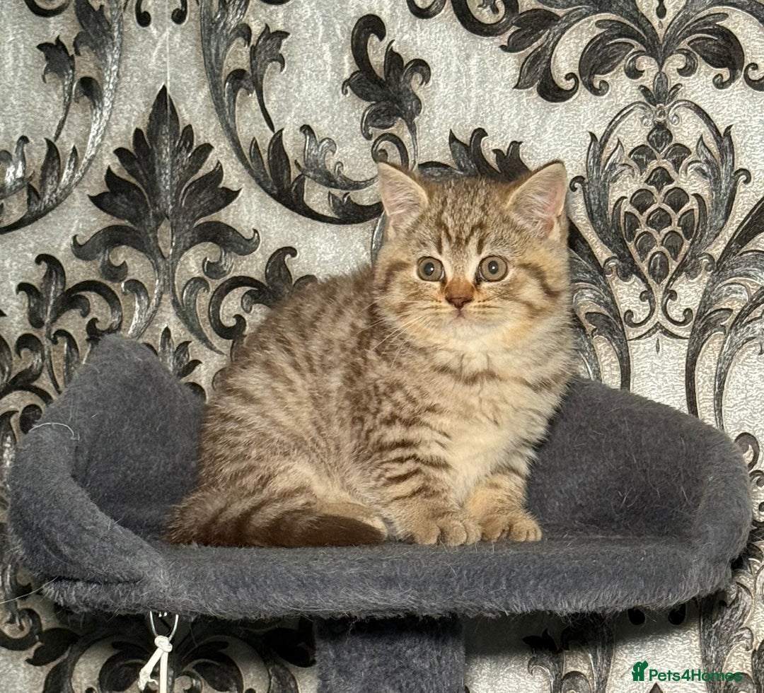British Shorthair cats for sale: British shorthair kittens  - Image 2