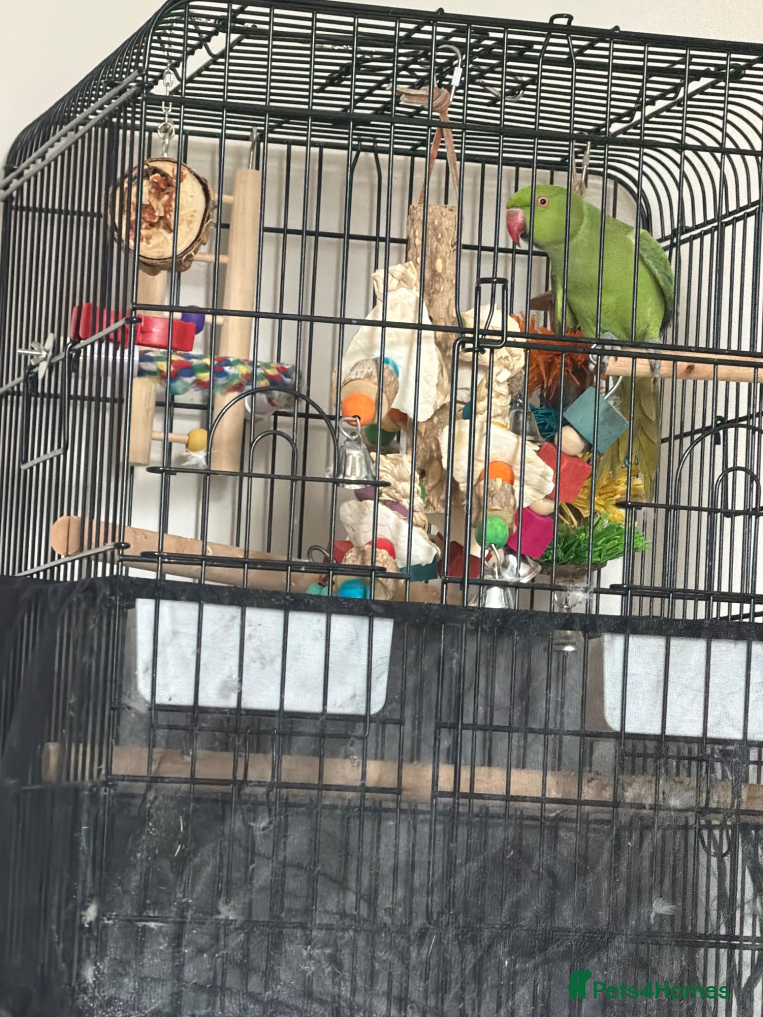 Ringnecks birds indian ring neck parrot male - Advert 1