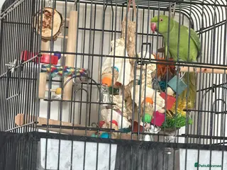 Ringnecks birds indian ring neck parrot male - Advert 1