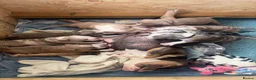 American Bully dogs for sale: Our Pocket Bully puppies  - Advert 17