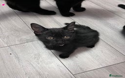 Mixed Breed cats for sale: 2 kittens looking for their fur-ever families  - Image 2