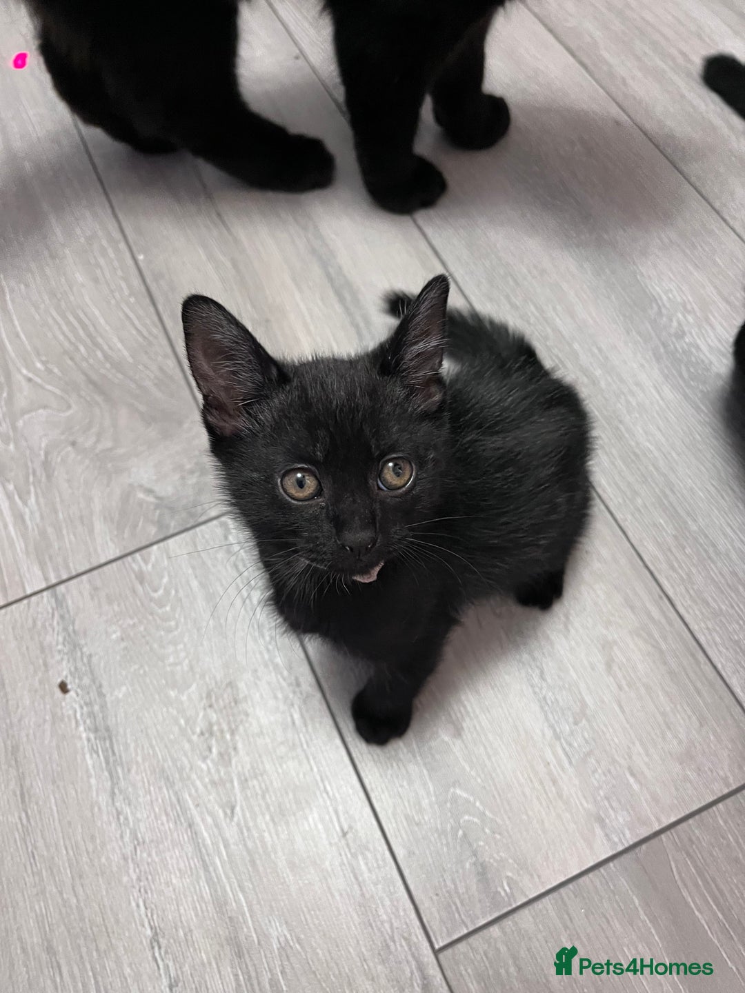 Mixed Breed cats for sale: 2 kittens looking for their fur-ever families  - Image 2
