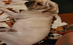 Pug dogs for sale: Male pug  - Image 4